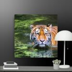 Swimming Tiger canvas