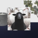 Black sheep canvas