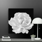 White rose canvas
