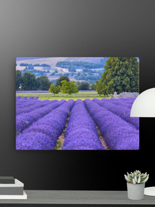 Lavender canvas - 12×16