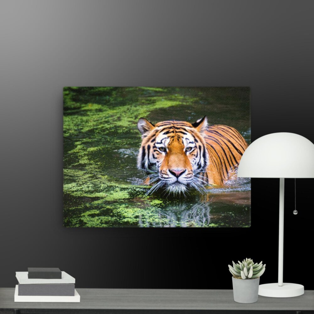 Swimming Tiger canvas - Image 2