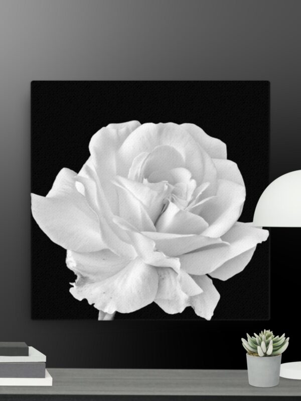 White rose canvas - 16×16