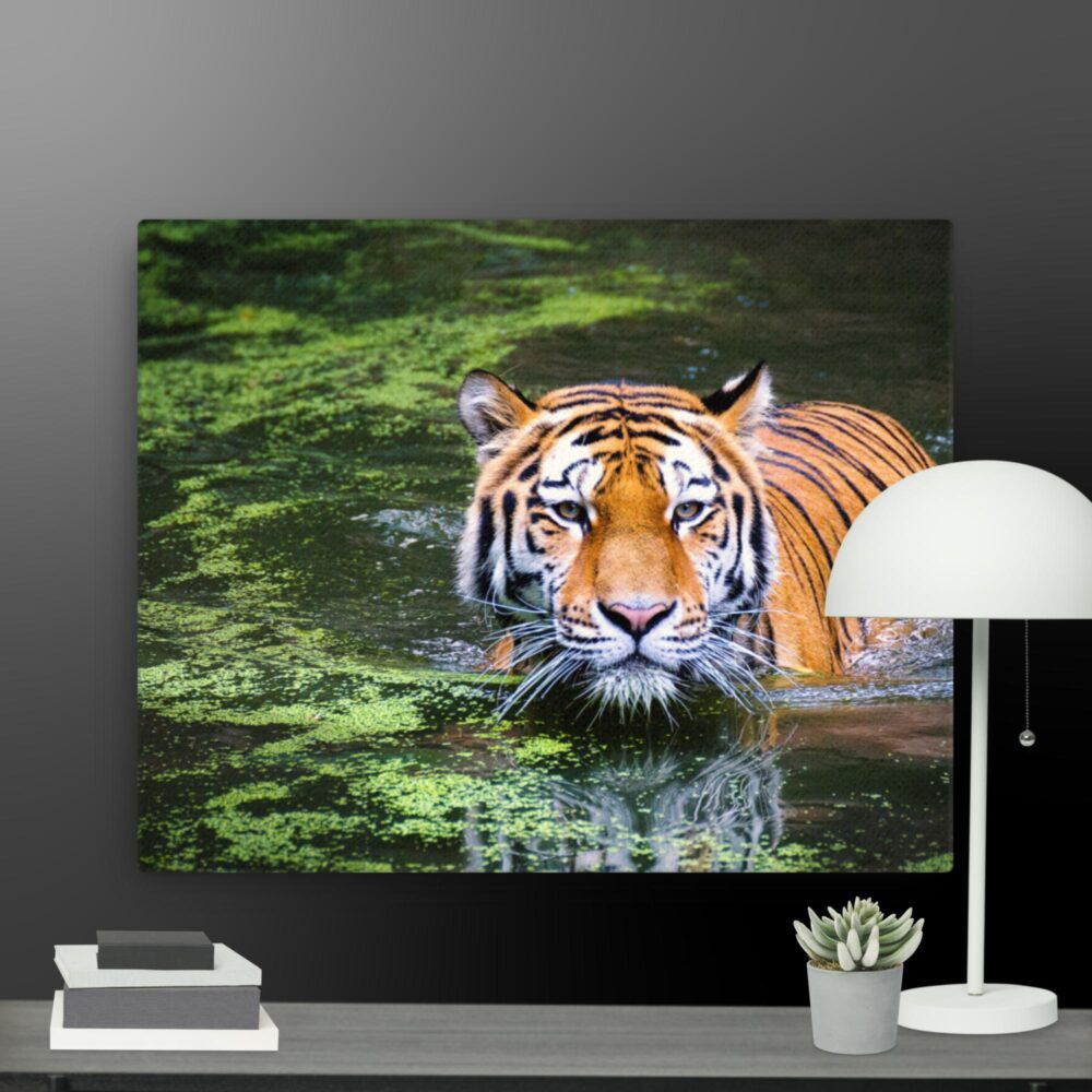 Swimming Tiger canvas - Image 4