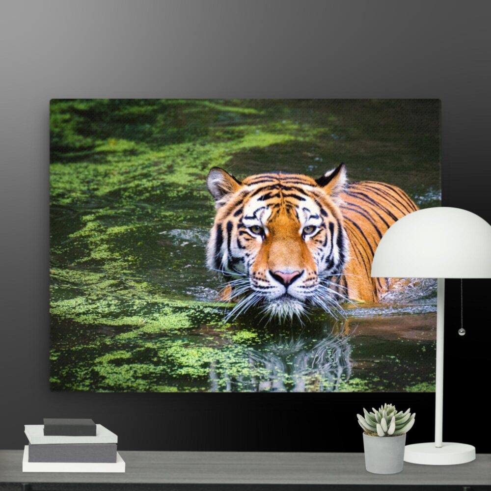 Swimming Tiger canvas - Image 5