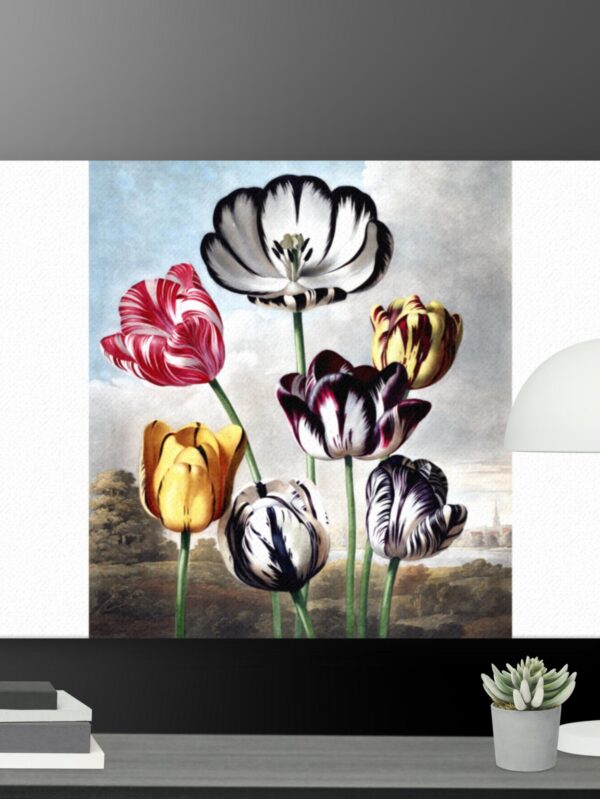 Tulip scene canvas - 18×24