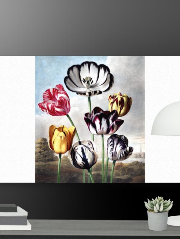 Tulip scene canvas - 24×36